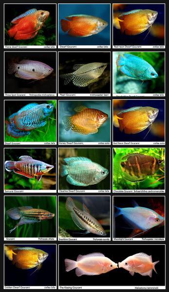 Gourami