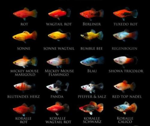 Platy