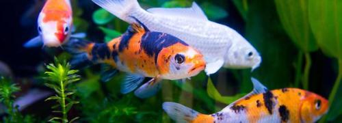 Koi / Carp