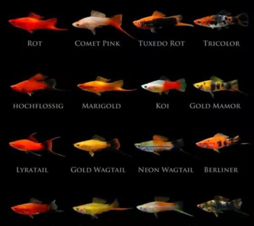 Swordtail