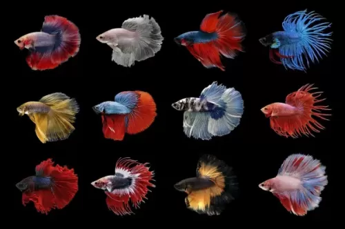 Betta