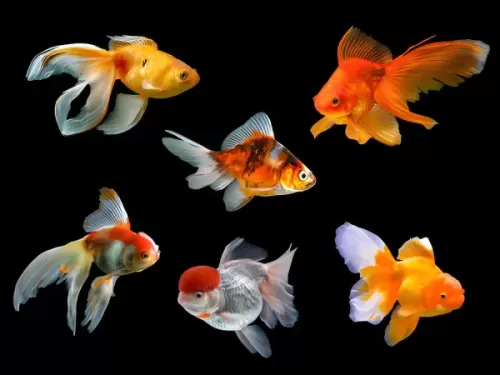 Gold fish
