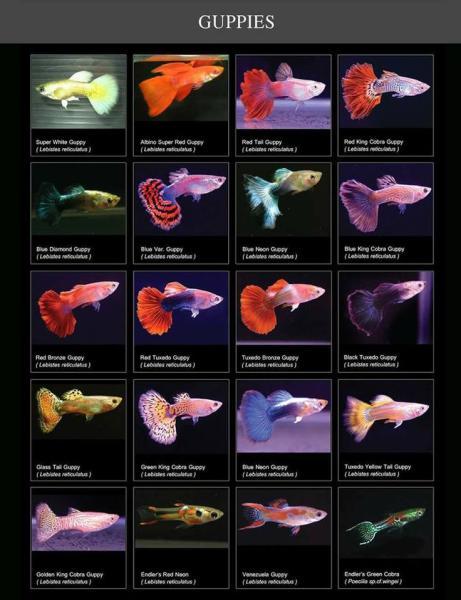 Guppy